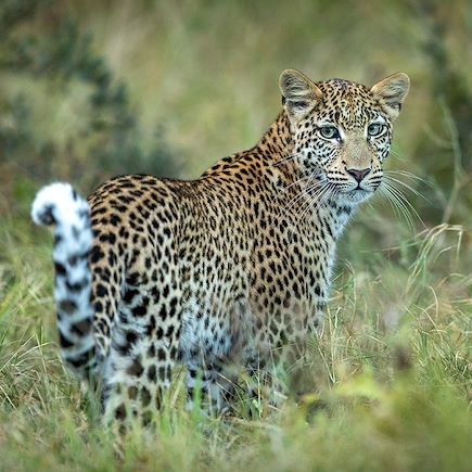 Safari Botswana