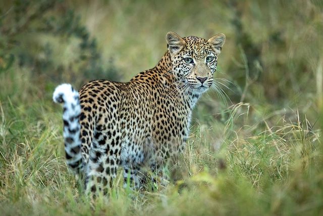 Safari Botswana