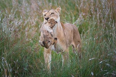 © Dana Allen/Wilderness Safaris - Linyanti Tented Camp - Bostwana Linyanti Tented Camp - Bostwana