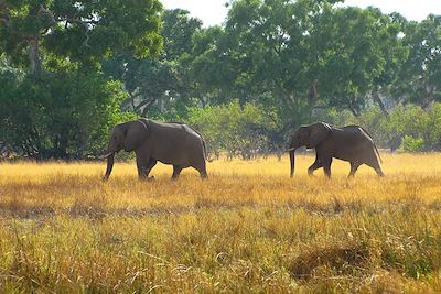 Éléphants - Khwai Concession - Botswana