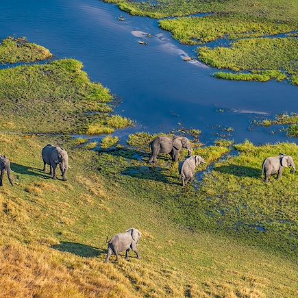 Safari Botswana