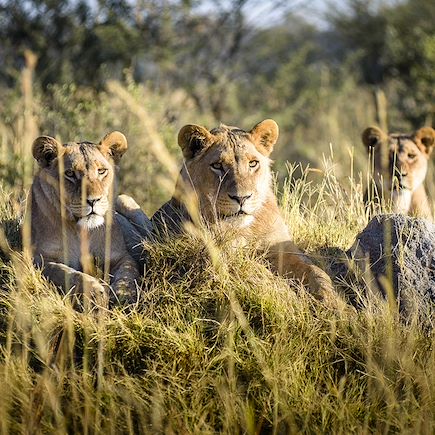 Safari Botswana
