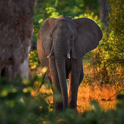 Safari Botswana