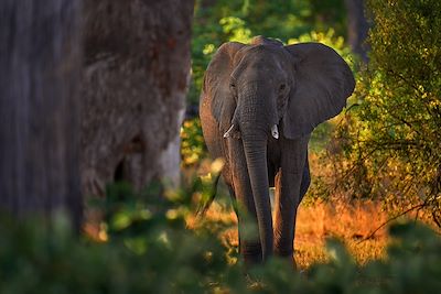 Elephant - Botswana