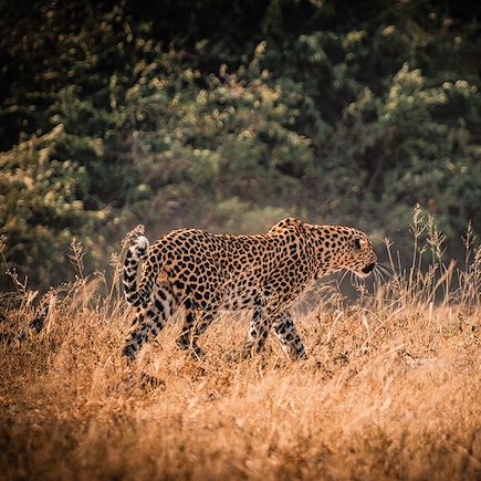Safari Botswana