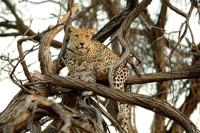 Voyage Du Kalahari à l'Okavango, une aventure magique  3