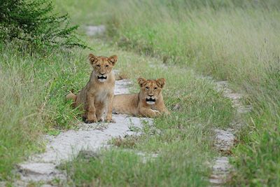 Central Kalahari Game Reserve - Namibie