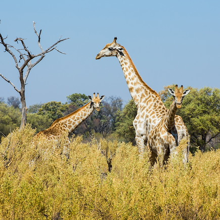 Safari Botswana