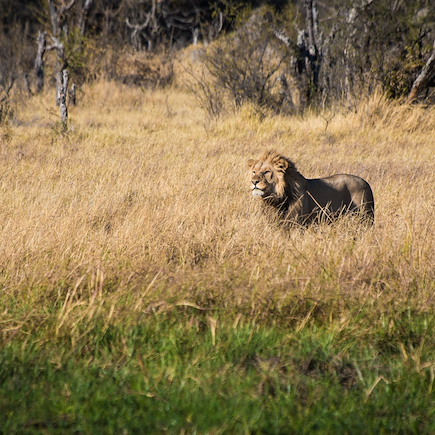Safari Botswana