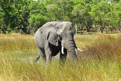 Éléphant - Botswana