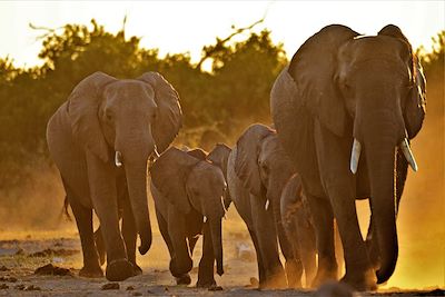 Eléphants - Botswana