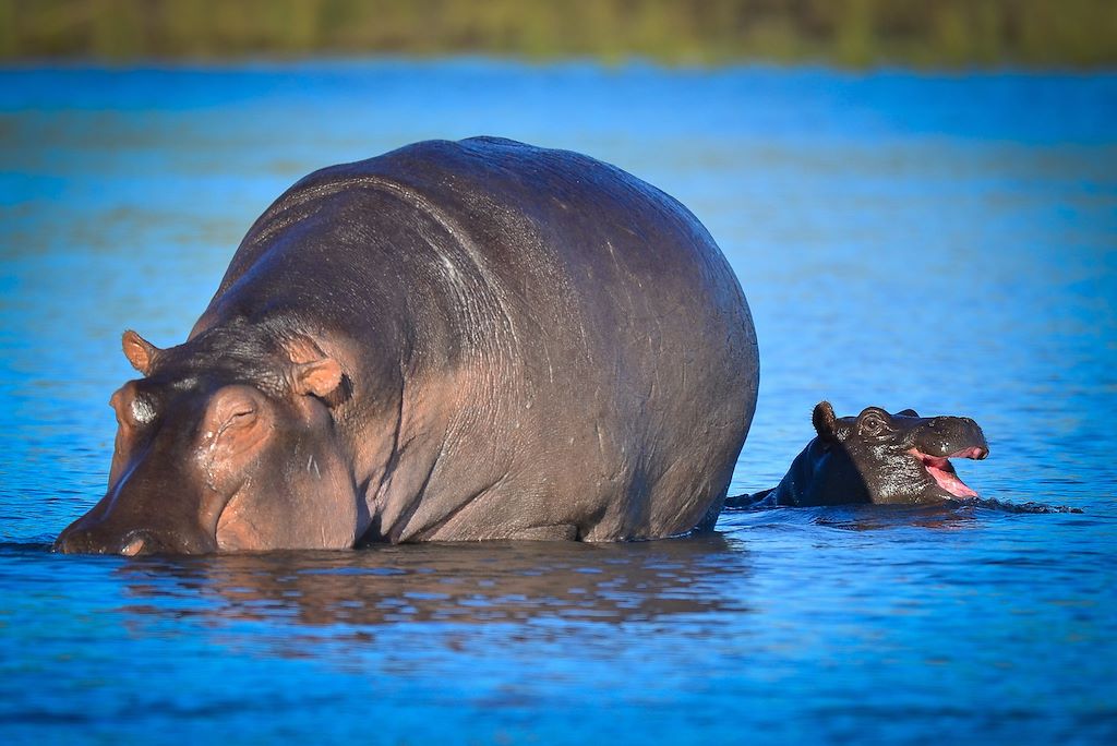 Voyage Au coeur des réserves animalières du Botswana 1