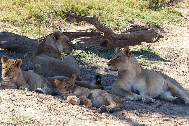 Voyage Botswana : entre ciel et terre