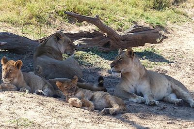 Safari animalier dans le parc national de Chobe - Botswana