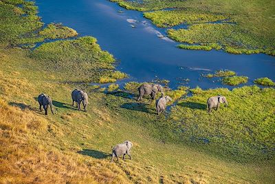 Éléphants dans le Delta de l'Okavango - Botswana