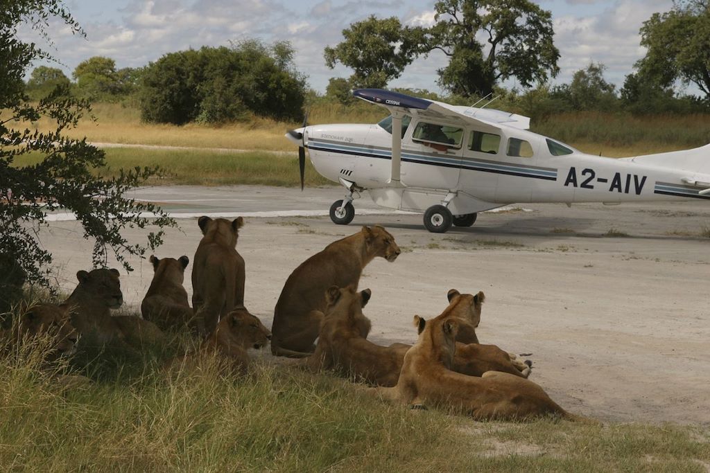 Voyage Botswana : entre ciel et terre 3