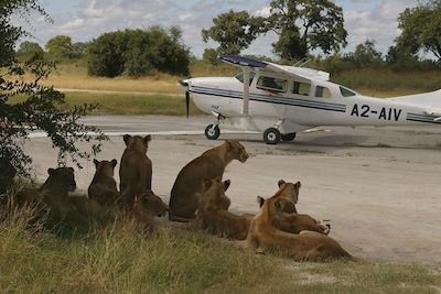 Voyage Botswana : entre ciel et terre 3