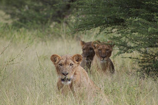 Voyage Des pans asséchés de Nxai au Central Kalahari 