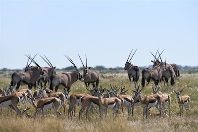 Kalahari Plains Camp - Central Kalahari Game Reserve - Botswana