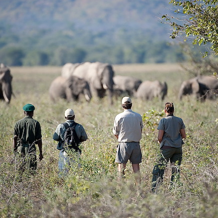 Safari à pied Botswana