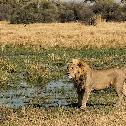 Safari à pied Botswana