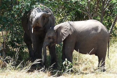 Eléphants dans le parc national de Chobe - Botswana