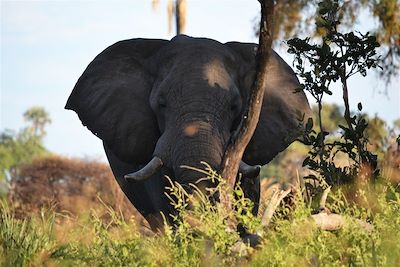 Eléphant sur les rives du Delta de l'Okavango - Botswana