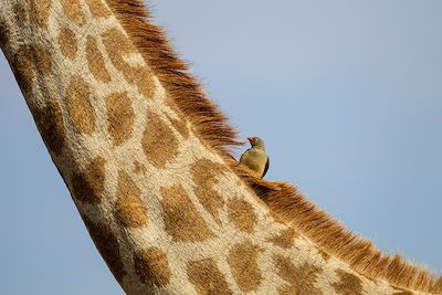 Girafe et Piqueboeuf à bec rouge - Réserve de Moremi - Botswana
