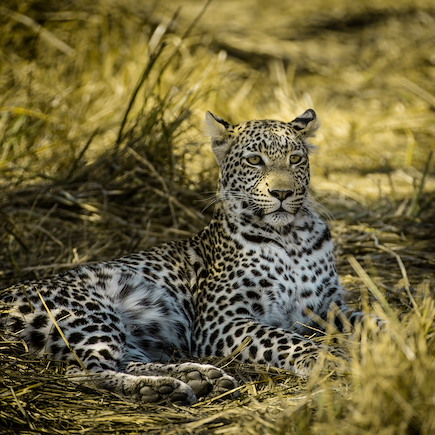 Safari en véhicule Botswana
