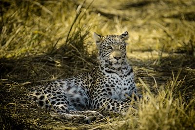 Machaba Camps - Khwai - Botswana