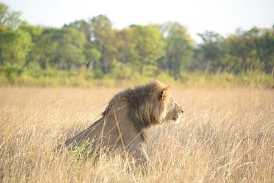 Lion - Okavango - Botswana 