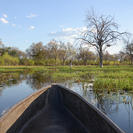 Safari en véhicule Botswana