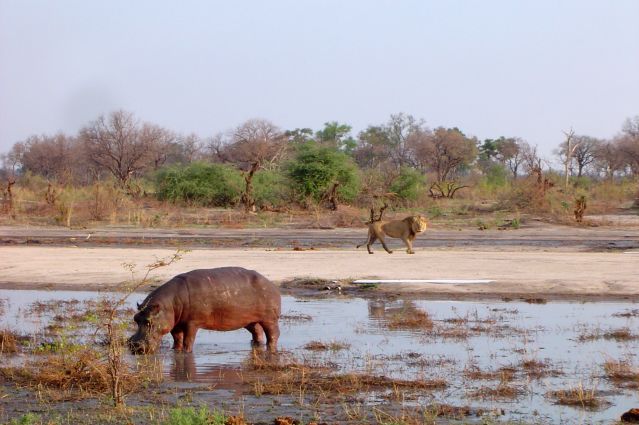 Image Botswana : les grands parcs du nord