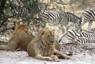 © Footsteps in Africa - Botswana Botswana