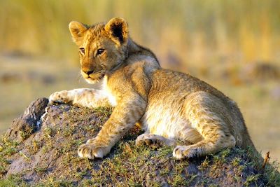 © Mickael Poliza - Lionceau Lionceau