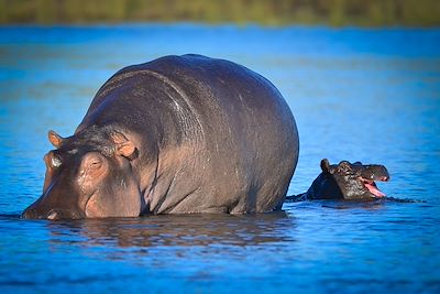 © Pride of Zambezi / Safari Club - Pride of Zambezi - Kasane - Botswana Pride of Zambezi - Kasane - Botswana