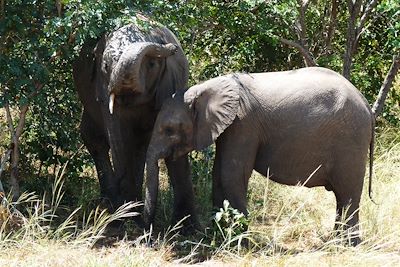 © Maud Wambecke - Eléphants dans le parc national de Chobe - Botswana Eléphants dans le parc national de Chobe - Botswana