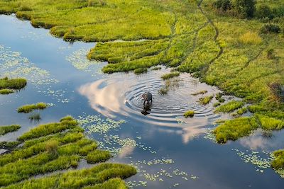 © Peter Adams / Getty Images - Delta de l'Okavango - Botswana Delta de l'Okavango - Botswana