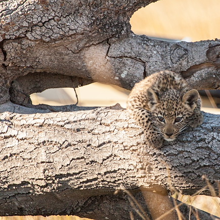 Safari Botswana