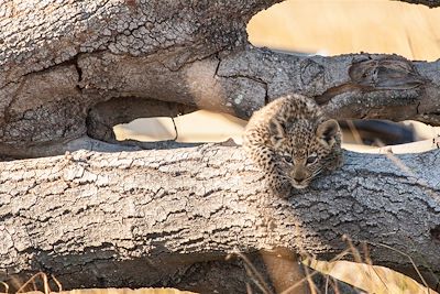 © Pom Pom Camp - Under one Botswana Sky - Pom Pom Camp - Under one Botswana Sky - Okavango - Botswana Pom Pom Camp - Under one Botswana Sky - Okavango - Botswana