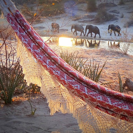 Safari Botswana