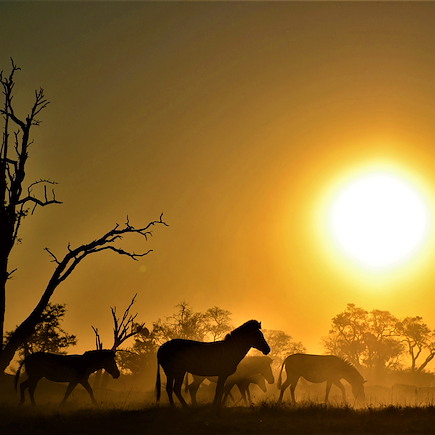 Safari Botswana