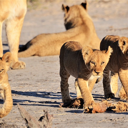 Safari Botswana