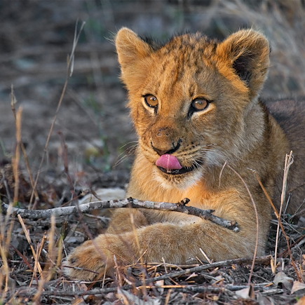 Safari Botswana