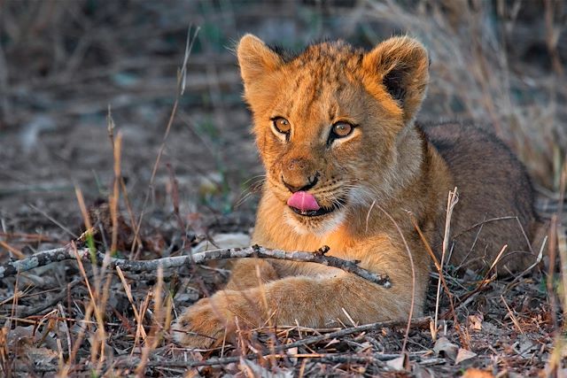 Safari Botswana