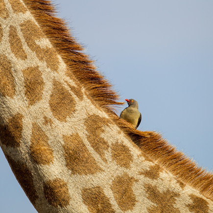 Safari Botswana