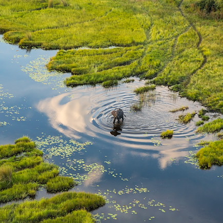 Safari Botswana