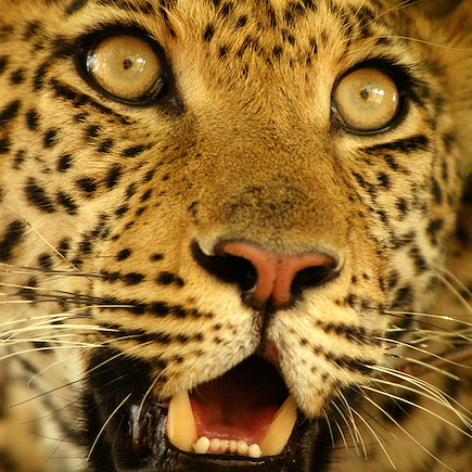 Safari Botswana