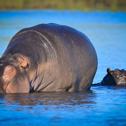 Safari Botswana