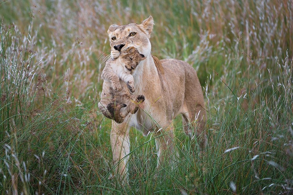 Safari Botswana